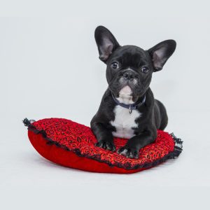 Cama para mascotas, ropa de cama de invierno para perros, Halloween, gatos, sofá de Navidad, cestas pequeñas cálidas, accesorios para mascotas medianas y grandes, manta